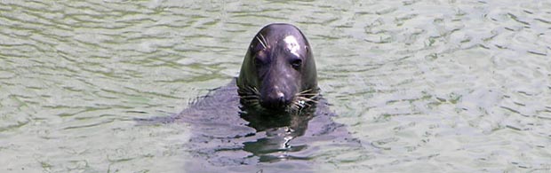 Seal near Newquay Harbour beach