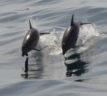 Dolphins in Newquay